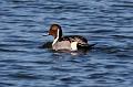 Northern Pintail 011109 039